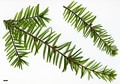 SpeciesSub: var. wilsoniana